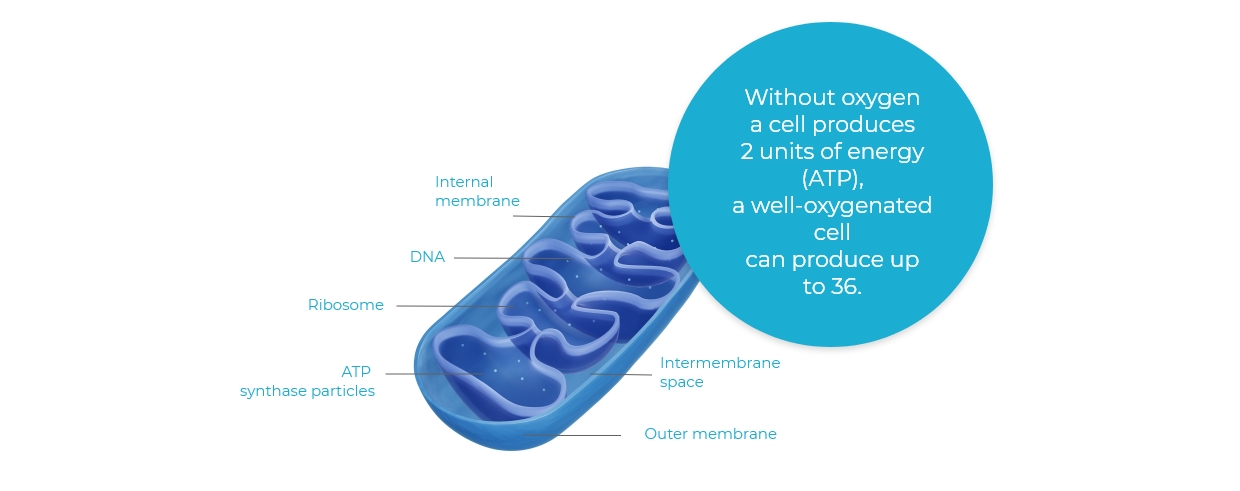 Cell oxygenation is essential for optimum health